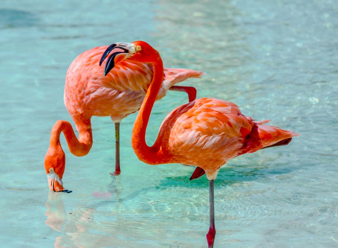 Aruba Flamingos